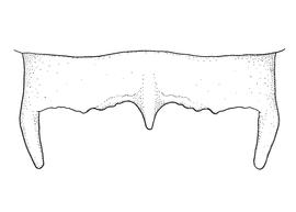   Anthidium rodriguezi  male, diagram showing dorsal view of seventh tergum (T7), diagram from Gonzalez and Griswold 2013 

